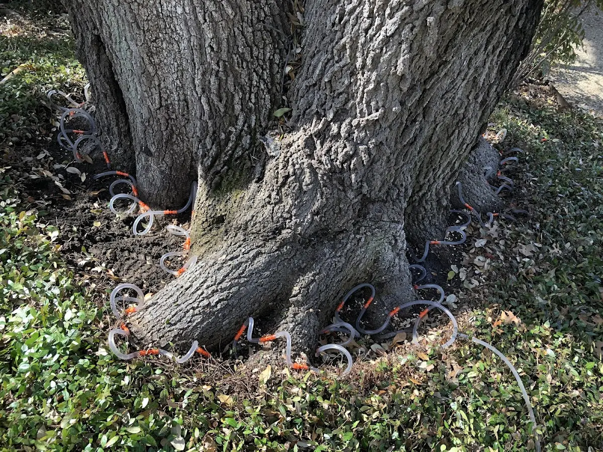 Detailed Tree Cabling and Bracing job site in East Tawas