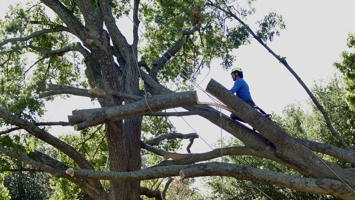 Professional Hazardous Tree Removal performed by certified arborists in East Tawas