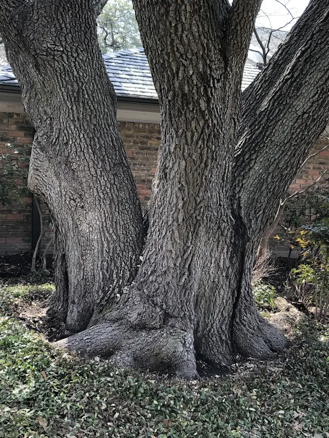 Mature heritage tree close to a East Tawas property cared for by certified arborists